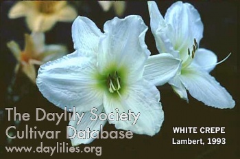 Daylily White Crepe